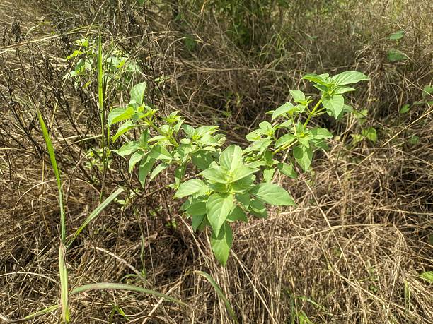 istock Herbal medicinal plant isolated on forest 2240078780