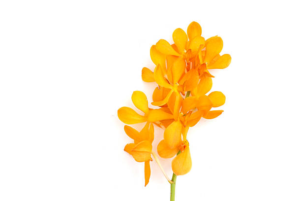 istock Yellow mokara orchid on white background. 2240079122