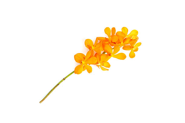 istock Yellow mokara orchid on white background. 2240080106