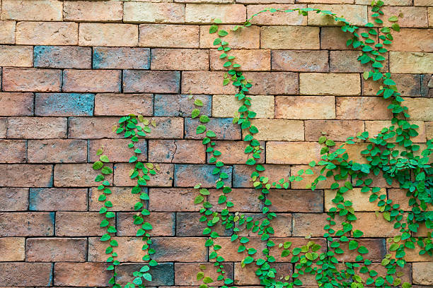 istock Green common ivy growing clinging to a brick wall 2240080857