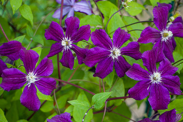 istock Purple clematis flowers. 2240083031
