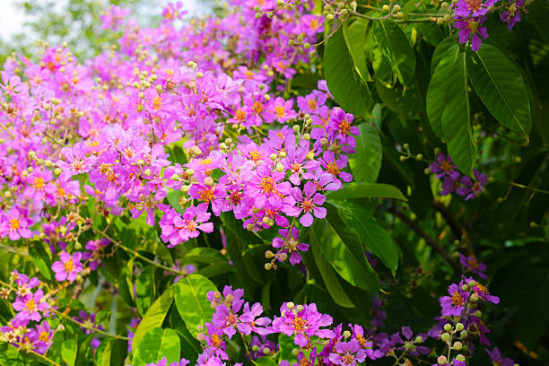 istock Lagerstroemia speciosa, Queen's crape myrtle , Pride of India. 2240083521