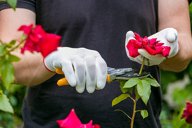 istock Pruning roses with garden shears. Rose care. Floriculture. 2240083611