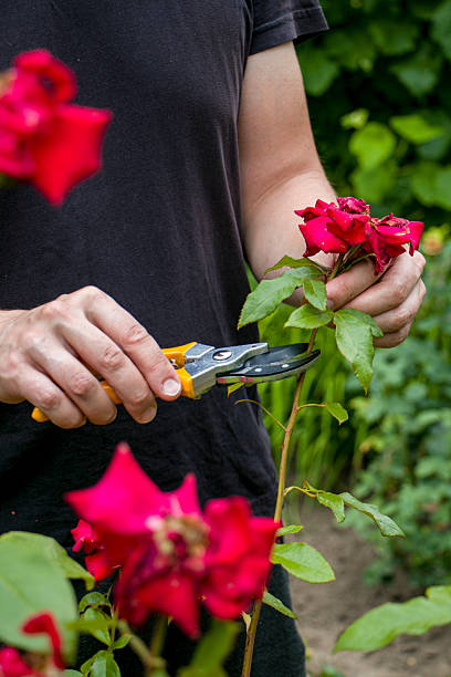 istock Pruning roses with garden shears. Rose care. Floriculture. 2240083695