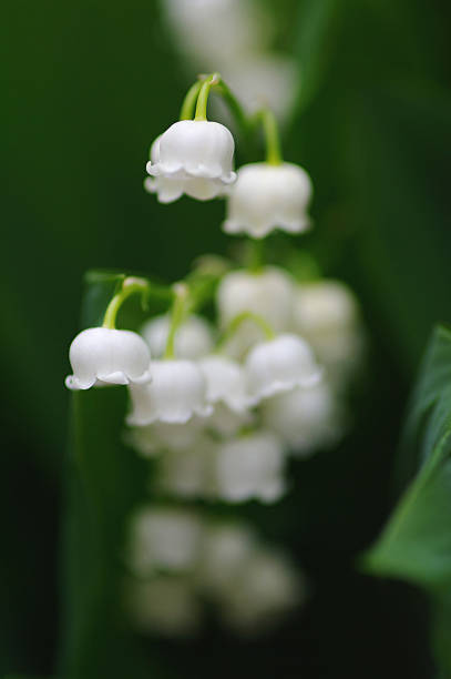 istock Lily of the valley 2240083883