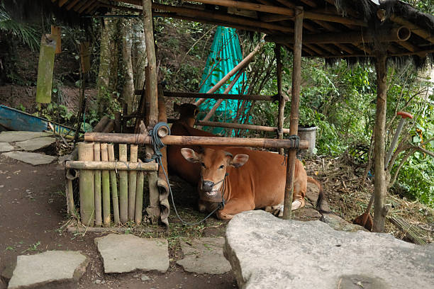 istock Two cows resting in bamboo rural shelter 2240084137