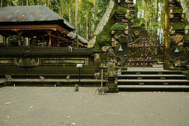 Monkeys interacting near a traditional temple complex with ornate carvings and a detailed gate, surrounded by lush jungle