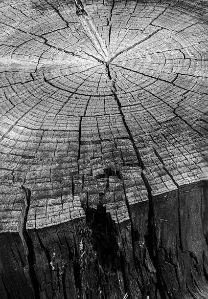 istock Stump cracked details, dried up, close up 2240084544