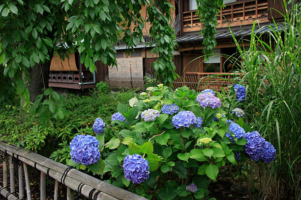 istock Hydrangeas blooming in Gion Shirakawa 2240084838