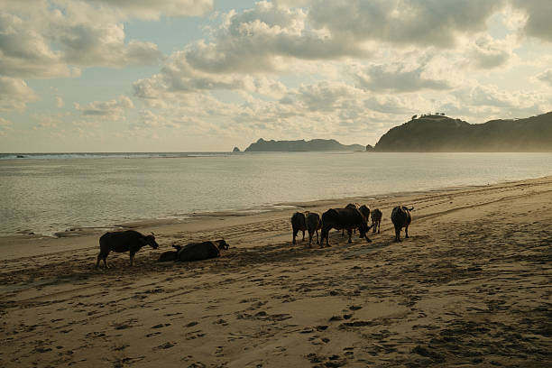 Water buffalo herd grazing and resting on a sandy beach during sunset, with ocean waves and a cloudy sky