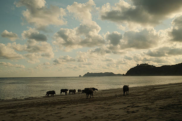 Water buffalo herd walking on a sandy beach by the ocean under a cloudy sky with coastal hills at dusk