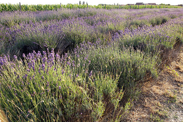 istock A scenic lavender field in full bloom. 2240086090