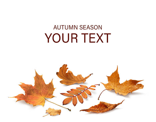 istock Autumn yellow orange leaves falling down Isolated on white background 2240086808
