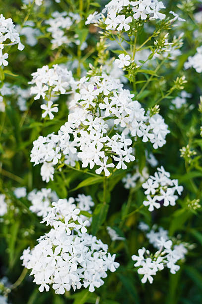 istock White phlox paniculata in summer bloom 2240089161