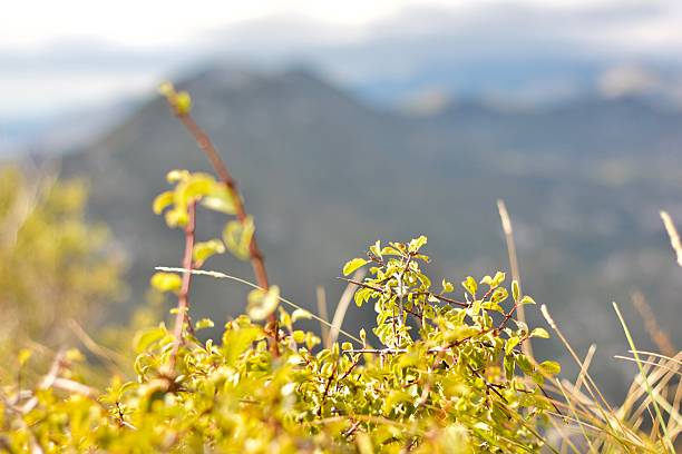 sunlit wild flowers in the meadow on the top of the mountain with the blurred mountains in the background