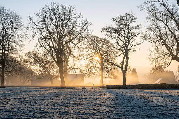 Back-lit trees on a cold frosty morning, near Alstonefield, Peak District National Park