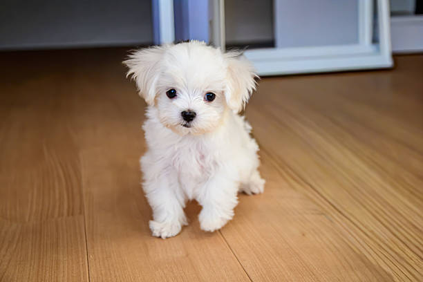 maltese sitting down