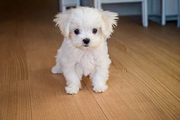 istock maltese young dog cute family 2240094150