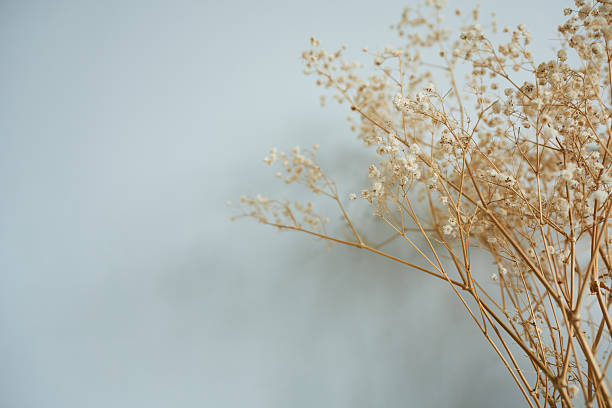 istock Dried gypsophila flowers on a gray background with space for text. 2240094696