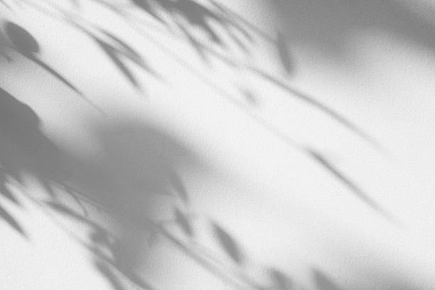 istock Abstract natural tree branch leaves shadow on white wall background 2240094791