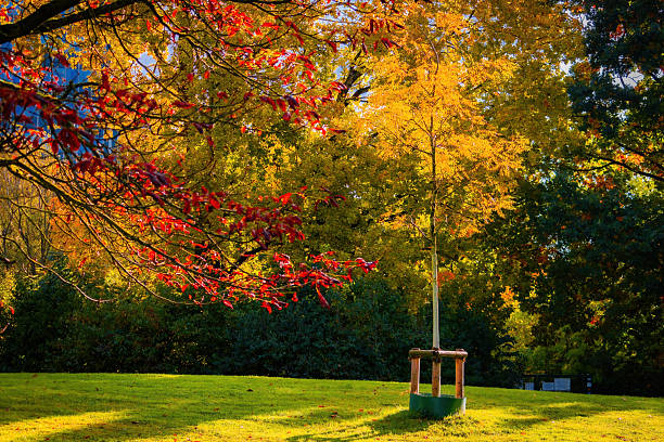 Fall trees landscape in vibrant colors, Autumn season.