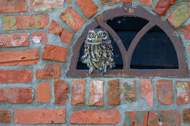 istock Little owl, looking at the camera 2240096177