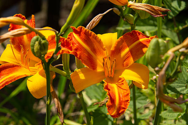 istock Orange colored Tiger lily flower 2240096295