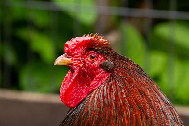 istock Barnevelder rooster looking at the camera 2240096403