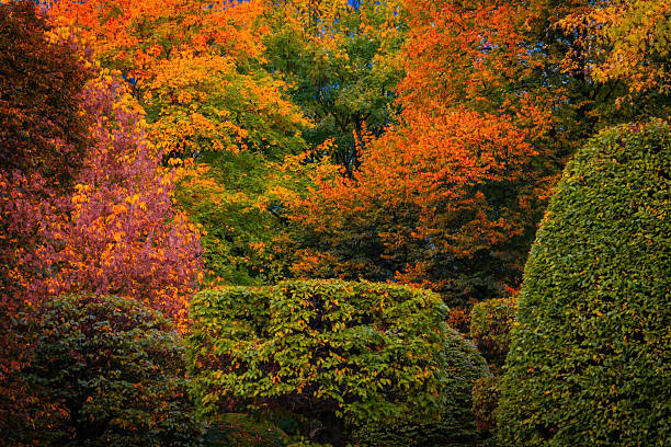 Fall trees landscape in vibrant colors, Autumn season.