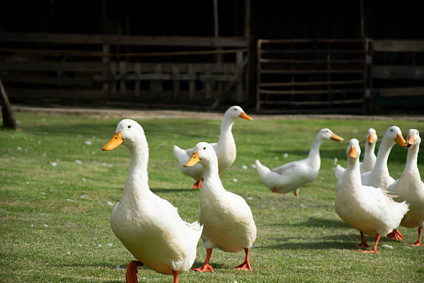 istock A flock of white ducks walks on a green lawn. 2240097385