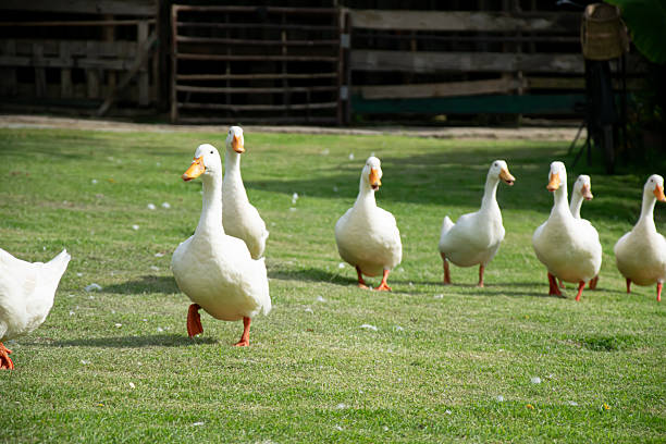 istock A flock of white ducks walks on a green lawn. 2240097386