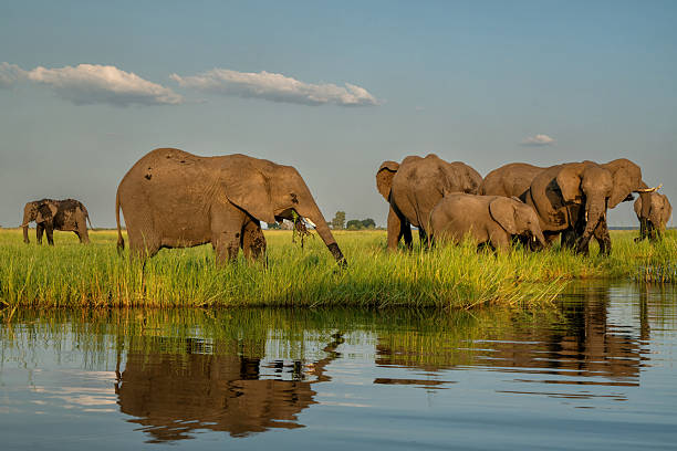 istock Elephants eating, drinking and crossing the Chobe river 2240101194