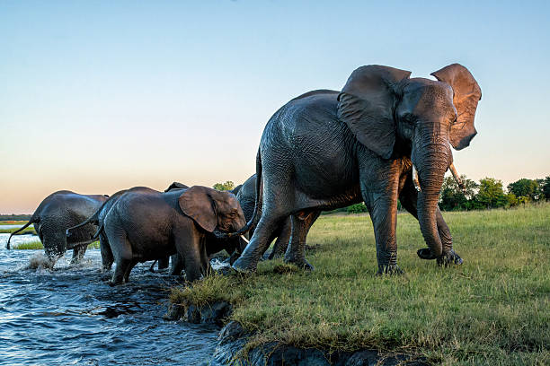 istock Elephants eating, drinking and crossing the Chobe river 2240101196