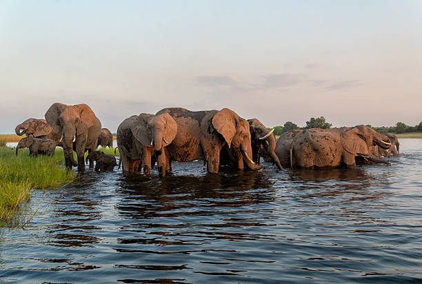 istock Elephants eating, drinking and crossing the Chobe river 2240101247