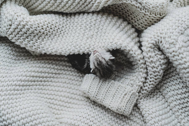 A small, fluffy kitten peacefully sleeps nestled among soft strands of yarn. The cozy environment features warm blankets, creating a serene atmosphere perfect for rest.