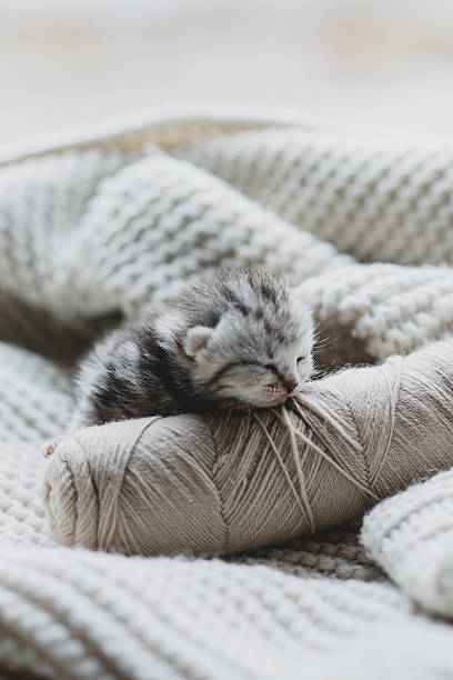 istock Sleepy kitten curled up in soft yarn surrounded by cozy blankets in a peaceful 2240102029