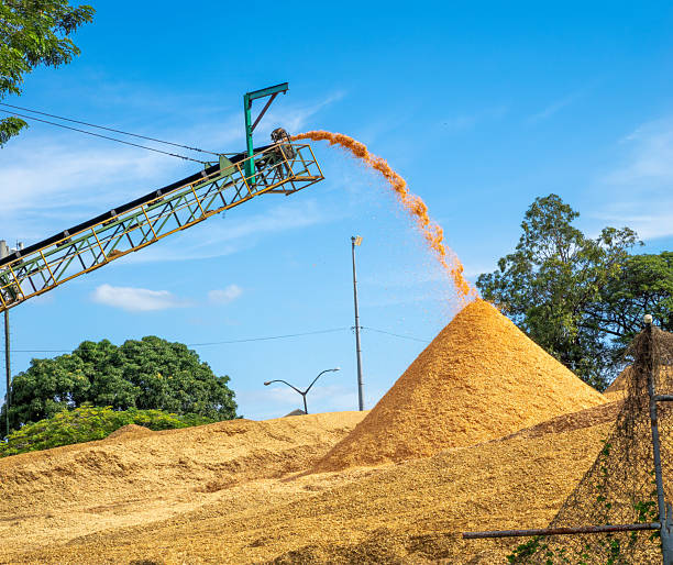 istock Wood chips are produced from the sugar cane stems after extracting its juice in a central processing facilty in the city of Lautoka, Fiji, The chips are exported to Japan where it is used to make paper 2240102348