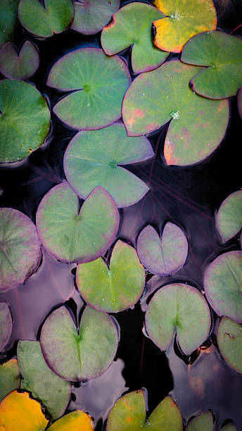 istock Floating lotus leaves on dark lake water 2240102388