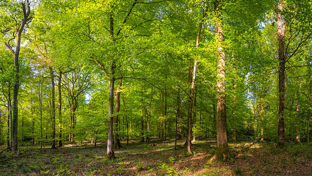 istock Dappled sunlight illuminating idyllic green forest trees woodland panorama 2240102770