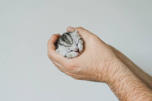 istock Adorable tiny kitten sleeping peacefully in hands of a person at home 2240102933