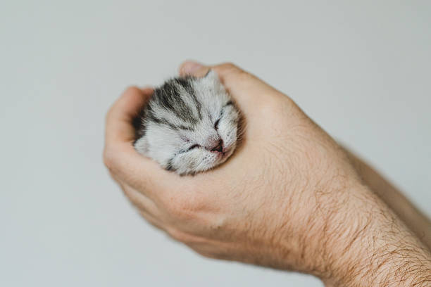 istock Adorable tiny kitten sleeping peacefully in hands of a person at home 2240102946