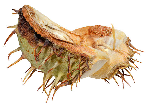 Split greenish-brown horse chestnut peel, isolated background