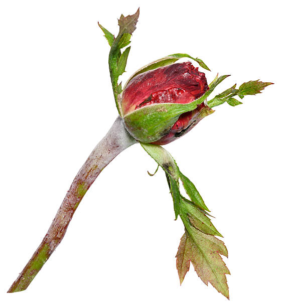istock An unopened burgundy rose bud with a green stem and leaves 2240104652