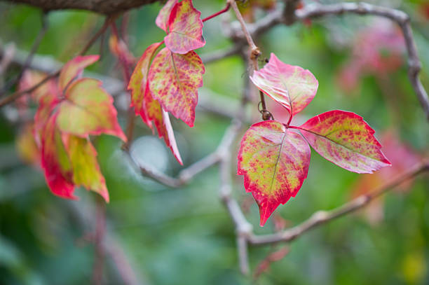 Autumn Leaves on a Branch, Virginia creeper plant