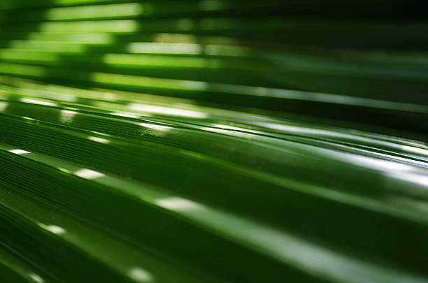 Tree Palm leaves pattern for nature background. Beautiful tropical palm leaves.