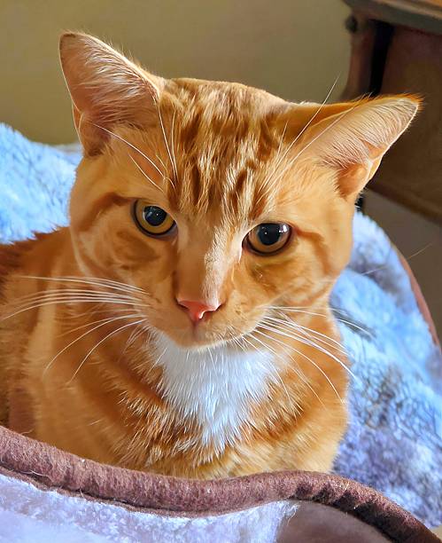 istock Cute ginger tabby cat, close-up photo 2240110138