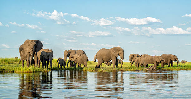 istock Elephants eating, drinking and crossing the Chobe river 2240110533