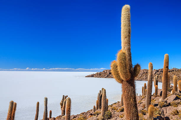 Inkawasi (Quechua, meaning \