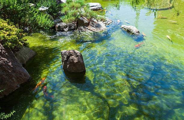 A peaceful koi pond surrounded by stones and vibrant plants, with colorful koi swimming under sunlit, crystal-clear water. Monte Carlo, Monaco