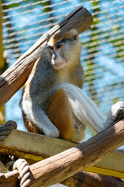 A of Ecuadorian squirrel monkey. Ecuadorian squirrel monkey Saimiri cassiquiarensis macrodon at botanical garden, Guayaquil, Ecuador